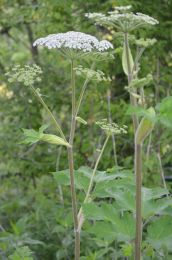 Heracleum maximum