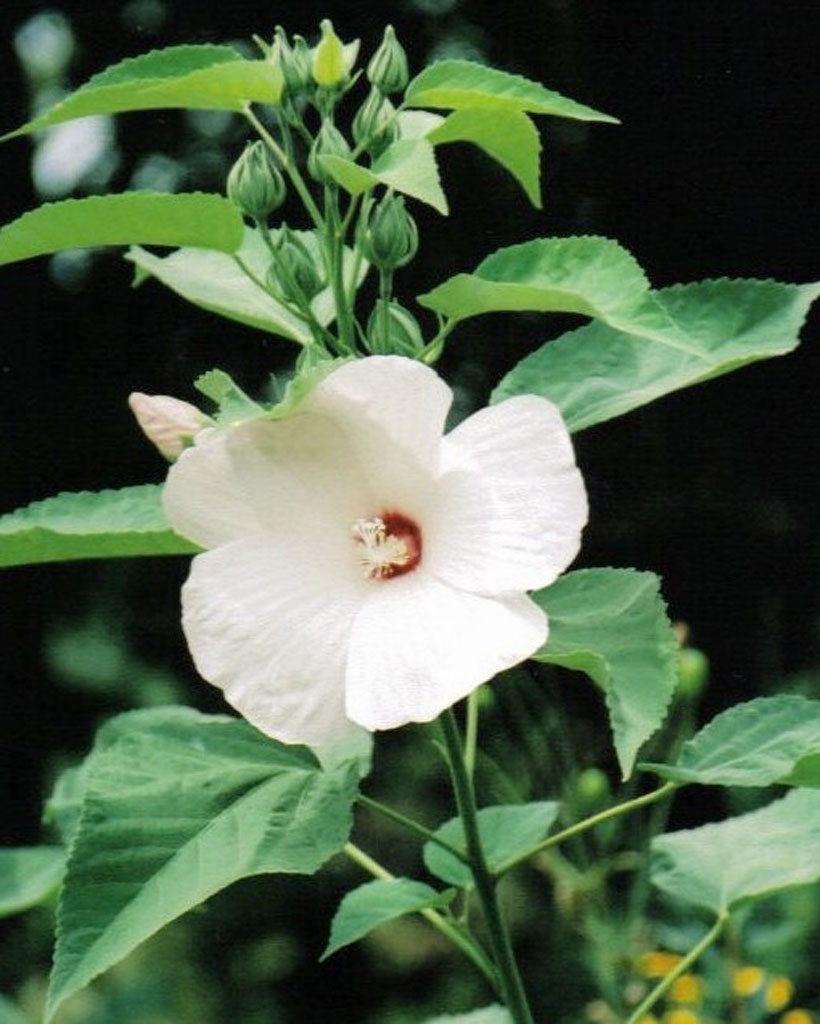 Hibiscus lasiocarpos Hairy Rose Mallow Prairie Moon Nursery
