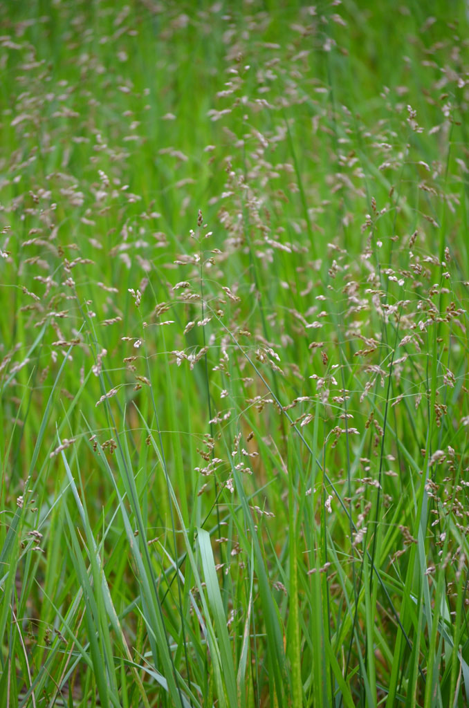 Hierochloe odorata (Sweet Grass) - 50 Plug Flat