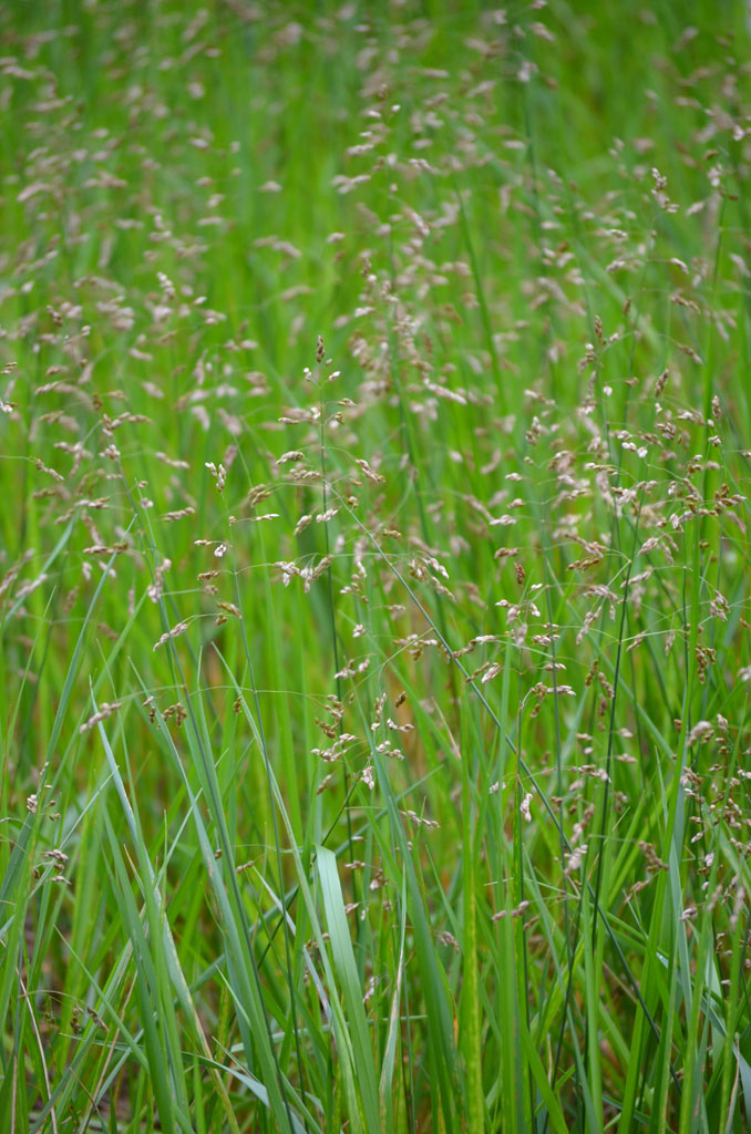 Sweetgrass - Hierochloe odorata