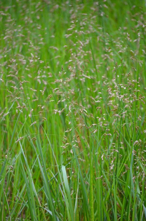 Grass, Sweetgrass (Hierochloe odorata), packet of 20 seeds