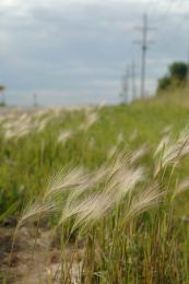 Hordeum jubatum