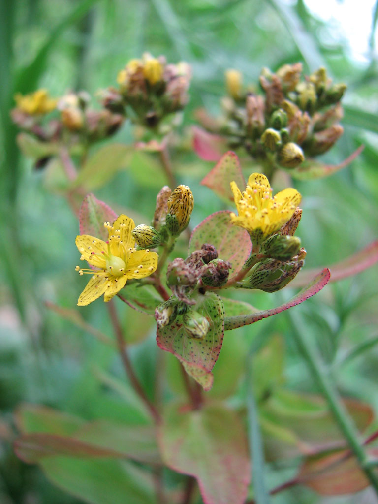 Hypericum punctatum Dotted St. John's Wort Prairie Moon Nursery