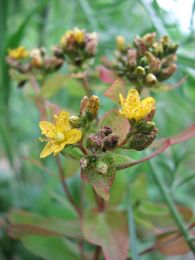 Hypericum punctatum