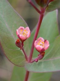 Hypericum virginicum