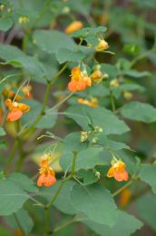 Impatiens capensis