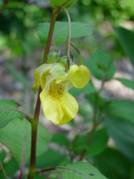 Impatiens pallida