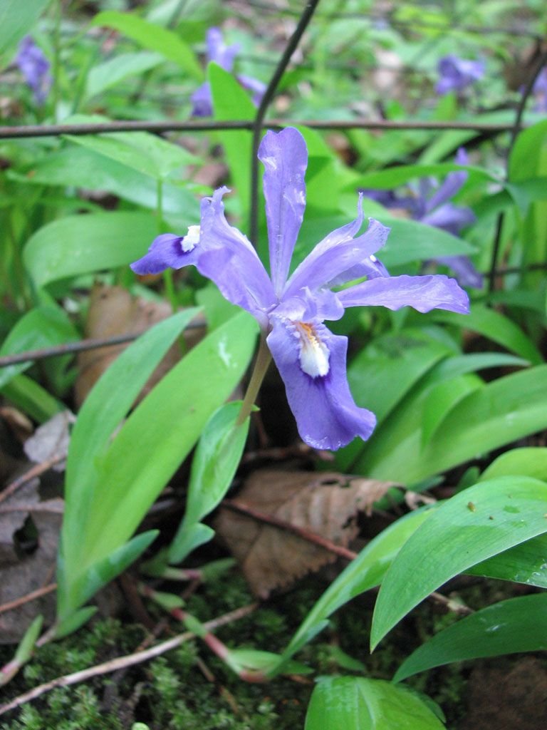 Dwarf-Crested Iris