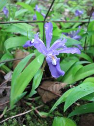 Iris cristata