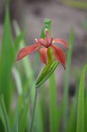 Iris fulva