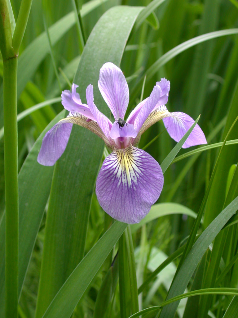 Iris versicolor Northern Blue Flag Prairie Moon Nursery