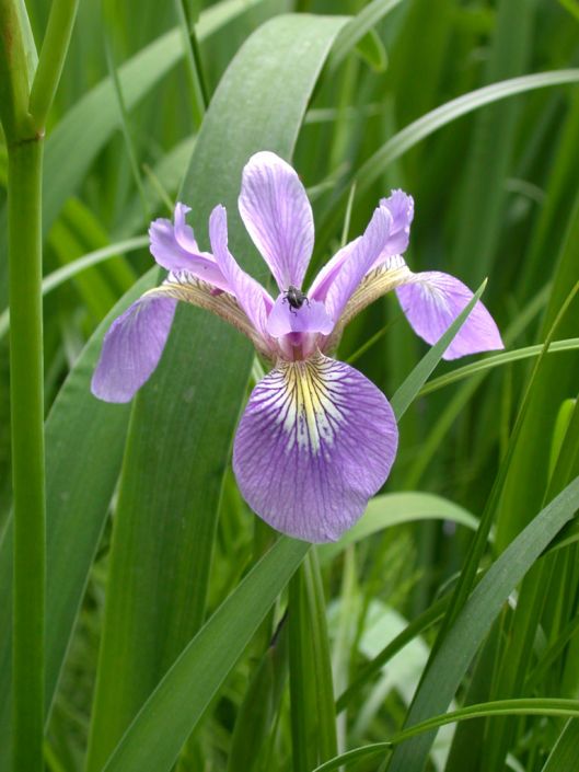 iris versicolor northern blue flag prairie moon nursery
