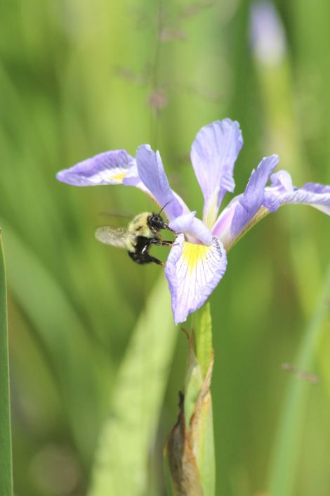 iris virginica var shrevei