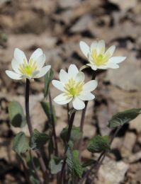 Jeffersonia diphylla