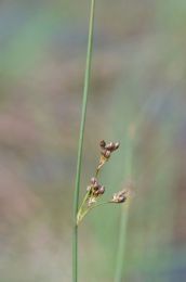 Juncus balticus