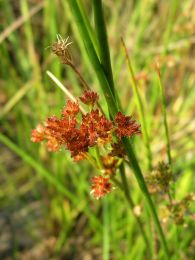 Juncus canadensis