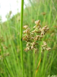 Juncus effusus