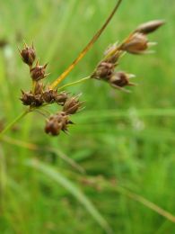 Juncus interior