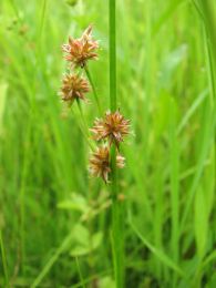 Juncus nodosus