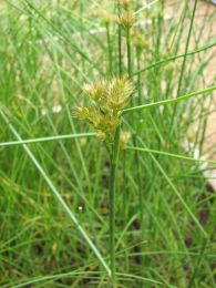 Juncus torreyi