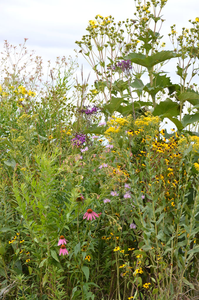 Jungle Prairie Seed Mix Prairie Moon Nursery