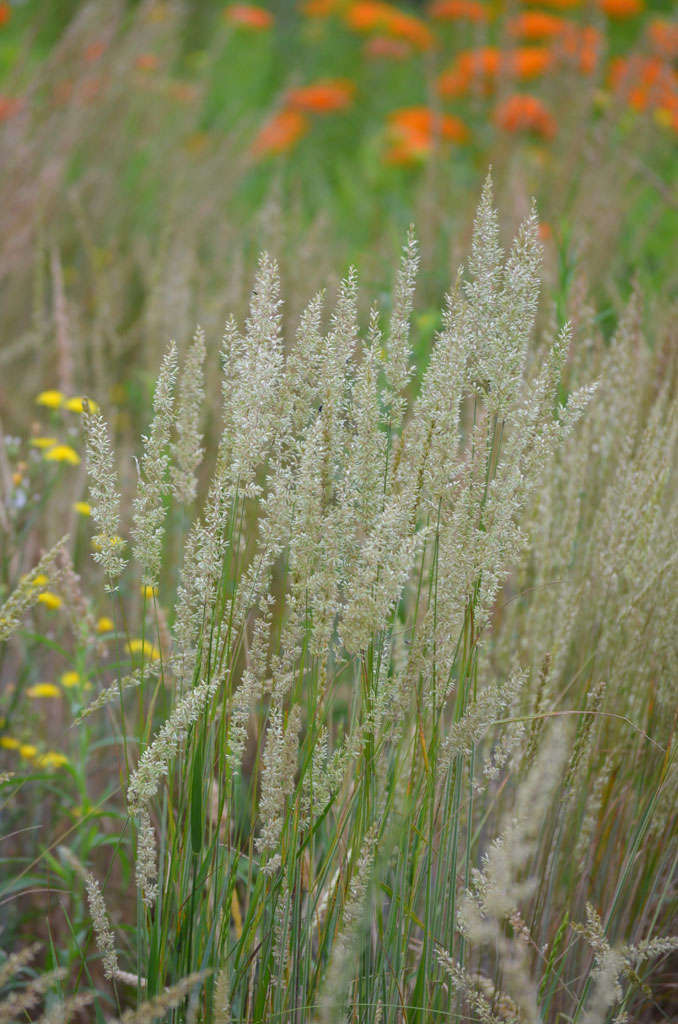 Image of Prairie junegrass (Koeleria macrantha) free to use