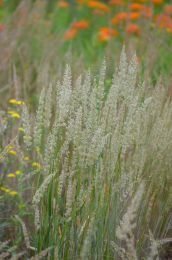 Koeleria macrantha
