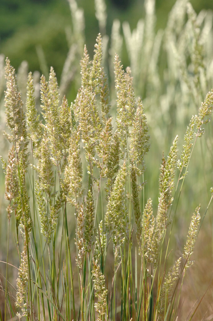 Koeleria macrantha June Grass Prairie Moon Nursery
