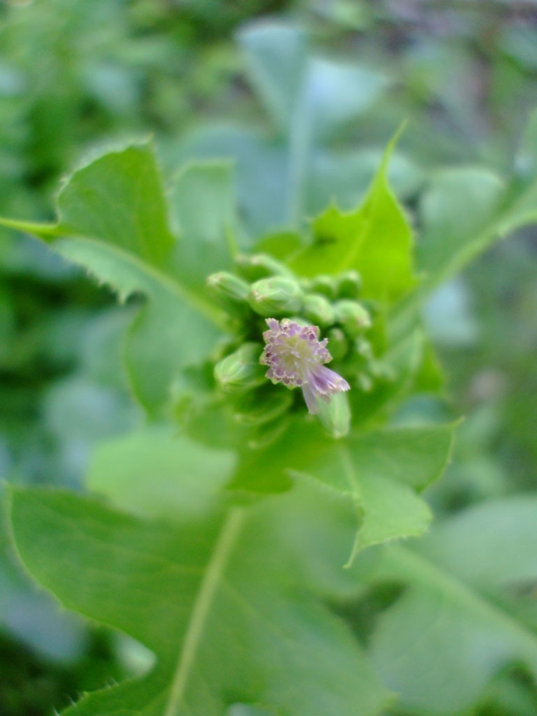 Lactuca ludoviciana Prairie Lettuce Prairie Moon Nursery