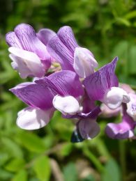 Lathyrus venosus