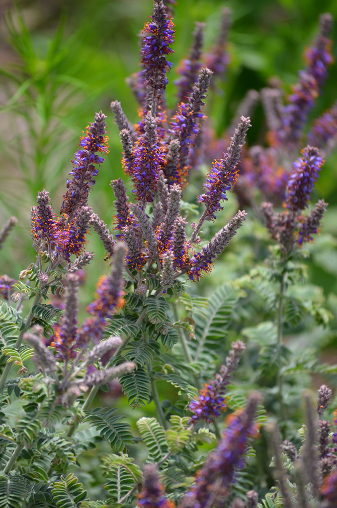 Amorpha canescens Lead Plant Prairie Moon Nursery