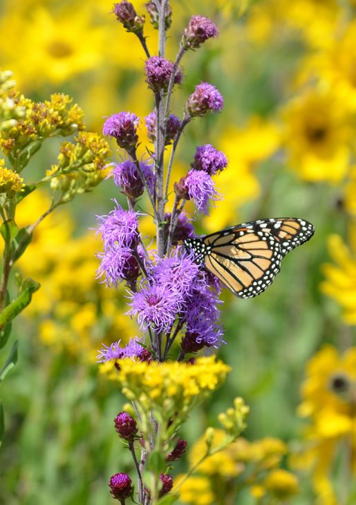 Monarch Pollinator Power Pack