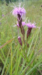 Liatris cylindracea