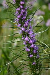 Liatris mucronata