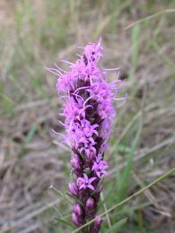 Liatris punctata