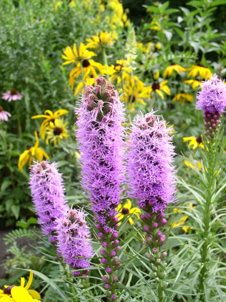 Image of Dense blazing star plant