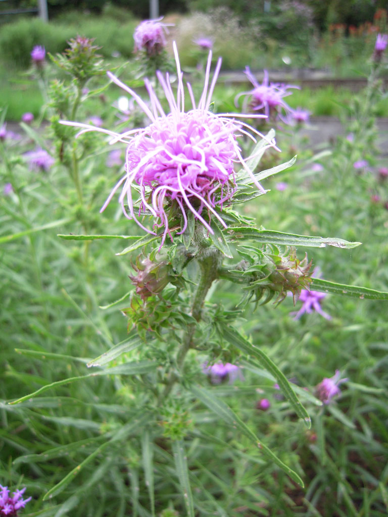 Liatris squarrosa Scaly Blazing Star | Prairie Moon Nursery