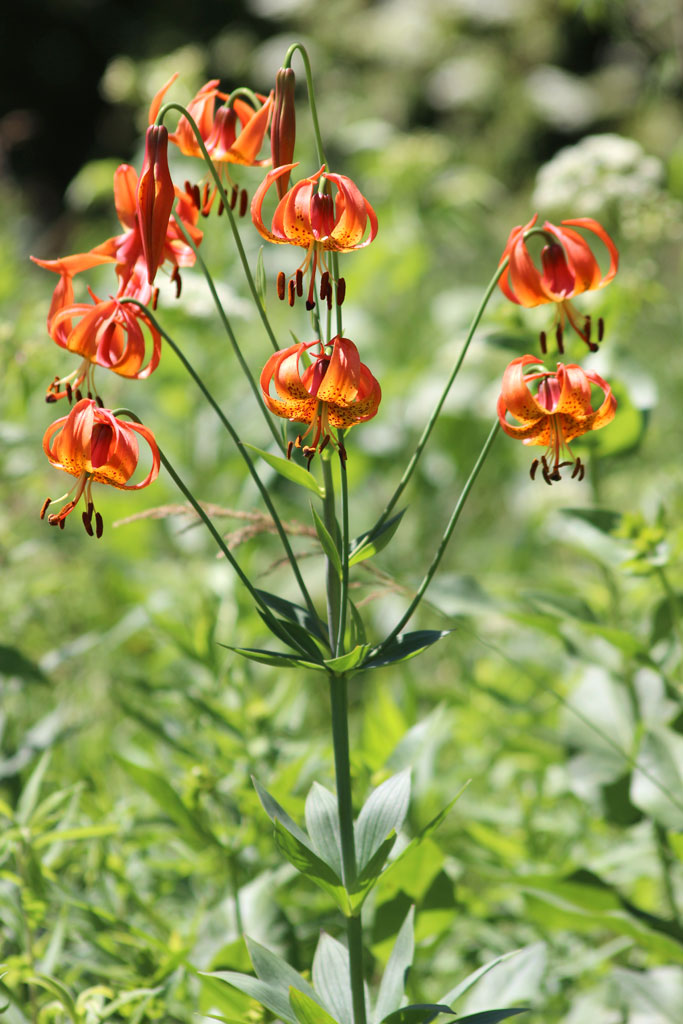 Lilium michiganense Michigan Lily | Prairie Moon Nursery