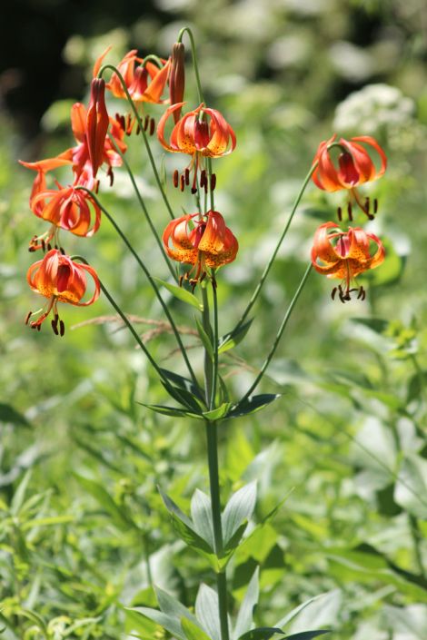 Lilium Michiganense Michigan Lily Prairie Moon Nursery