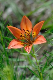 Lilium philadelphicum