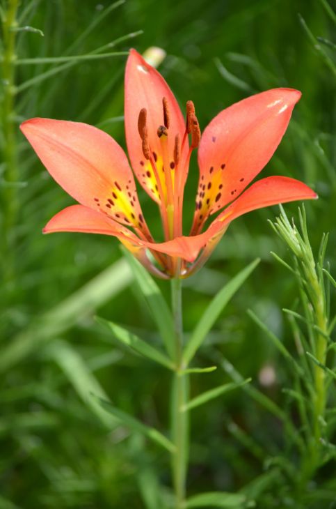 Lilium philadelphicum Prairie Lily | Prairie Moon Nursery