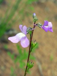 Linaria canadensis