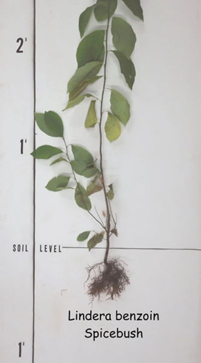 Lindera benzoin Spicebush (Unsexed) | Prairie Moon Nursery