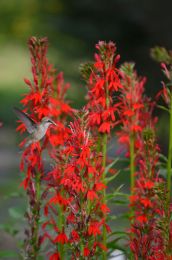 Lobelia cardinalis