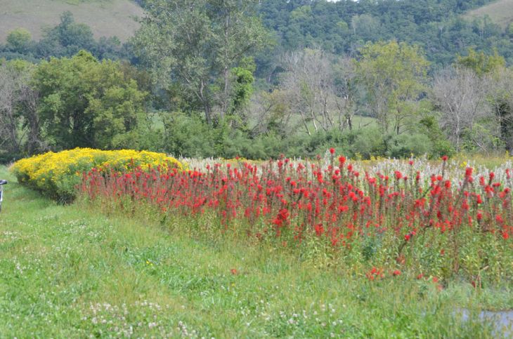 Lobelia cardinalis Cardinal Flower | Prairie Moon Nursery