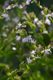 Lobelia inflata