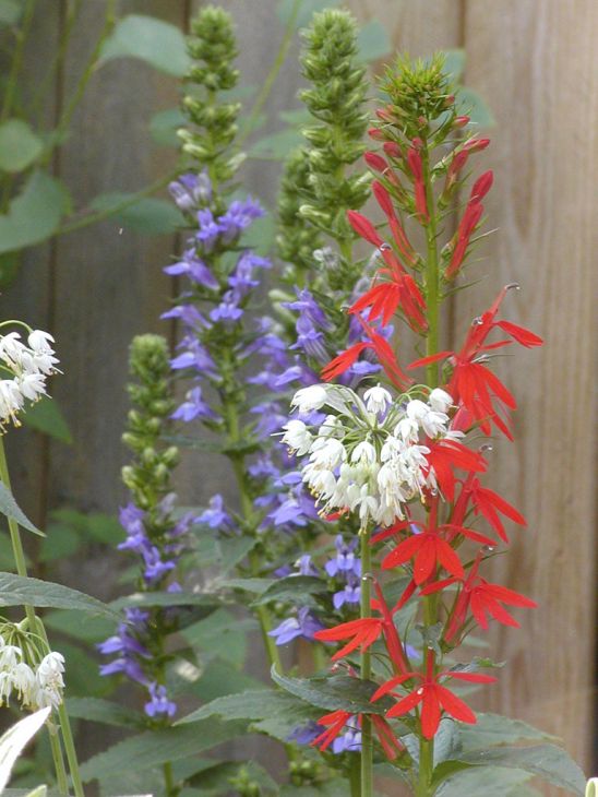 Lobelia siphilitica Great Blue Lobelia Prairie Moon Nursery