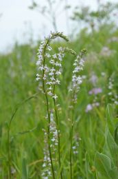 Lobelia spicata