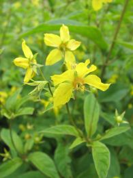 Lysimachia ciliata