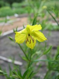 Lysimachia quadriflora